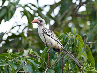 Western red-billed hornbill (Tockus kempi)