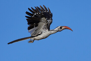 Western red-billed hornbill (Tockus kempi)