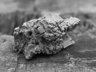 Rotten interior of a tree on a tree stump, black and white photo