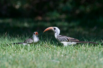 Western red-billed hornbill (Tockus kempi)