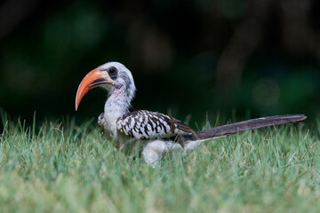 Western red-billed hornbill (Tockus kempi)