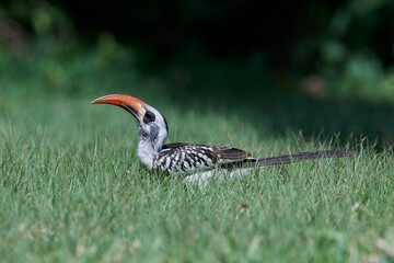 Western red-billed hornbill (Tockus kempi)