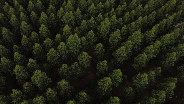 Eucalipto Brazil - Sorocaba - SP.JPG