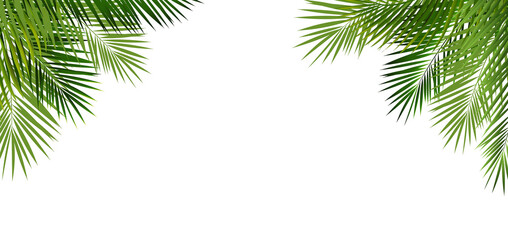 Fototapeta premium Green Palm Leaves Isolated White Background