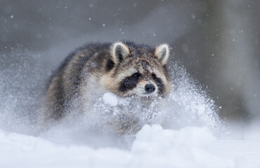 Fototapeta premium Racoon ( Procyon lotor ) close up