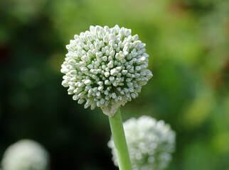 Onions, which are grown from seeds, bloom in summer.