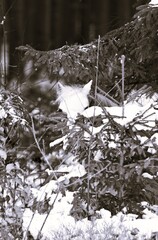 Suchbild. Schwarz wei&szlig; Foto eines Schimmelponys das zwischen verschneiten B&auml;umen steht und kaum zu erkennen ist