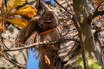Waldohreule bei der Gefiederpflege auf einem Ast, nat&uuml;rliches Verhalten im gesch&uuml;tzten Lebensraum.