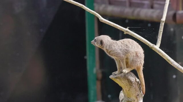 close up of meerkat in zoo