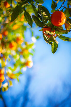 Vibrant Bitter Oranges on Seville Streets Under Bright Blue Sky