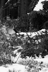 Suchbild. Schwarz wei&szlig; Foto eines Schimmelponys das zwischen verschneiten B&auml;umen steht und kaum zu erkennen ist