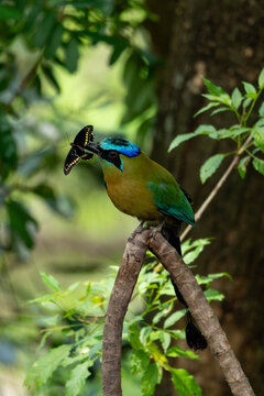 turquoise-browed motmot torogoz with a swallowtail butterfly in its beak
