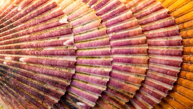 seis conchas de vieira