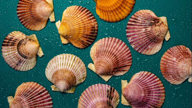 once conchas de vieira con  fondo verde 