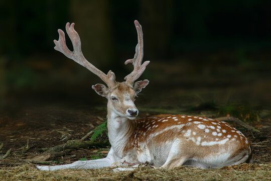 daim couch&eacute; &agrave; l'or&eacute;e d'une for&ecirc;t