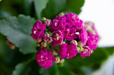Fototapeta premium Blooming kalanchoe. Bright purple kalanchoe flowers and green leaves on a white background. The flowering period. Homemade flowers .