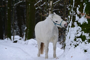 Süßes Schimmelpony im winterlichen Wald beißt genüsslich in verschneiten Baumstamm