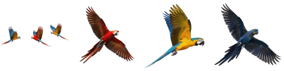 Fototapeten Papagei Title: Set of colorful macaw parrots in flight including scarlet, blue-and-yellow, and hyacinth macaws  © Druvh