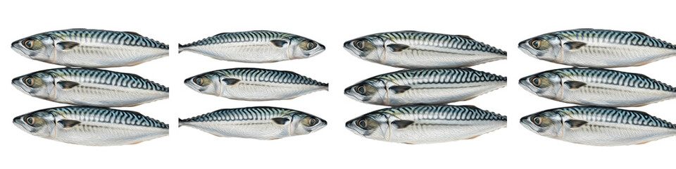 Title: Set of fresh raw mackerel fish isolated on white background for seafood market and cooking