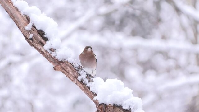 Fringuello nella neve &ndash; Chaffinch in the snow &ndash; Fringilla coelebs	