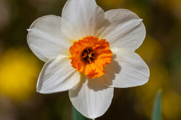 Single white and orange narcissus poeticus, ornamental flower in spring garden