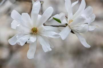 Magnolia stellata early springtime flowering small tree, group of flowers with snowy white petals in bloom on bush branches © Iva
