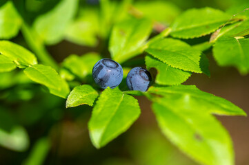 Naklejka premium Two ripe blueberries growing on a leafy green branch in natural forest light with shallow depth of field