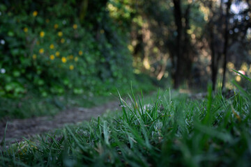 Fototapeta premium Green grass growing in the forest