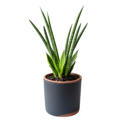 Potted snake plant in dark pot isolated on transparent background