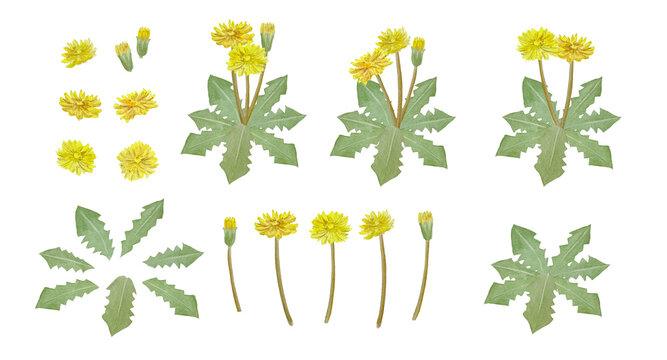 Watercolor dandelion botanical set, hand-painted yellow flowers, leaves, and buds isolated on white background.-300dpi-