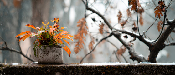 Small orange-leaved plant on wooden surface natural lifestyle minimal