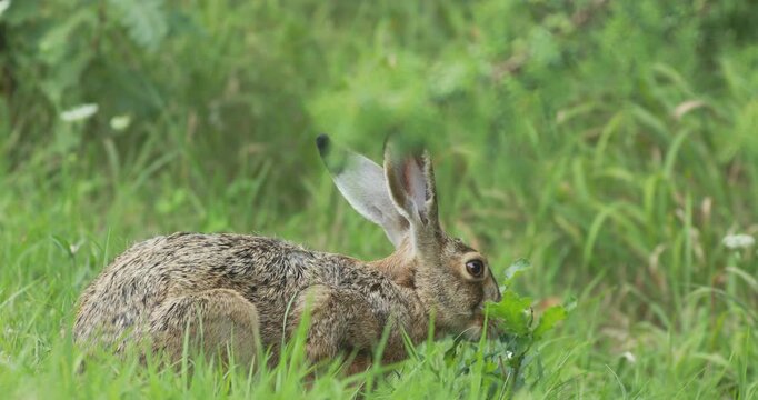 European hare (Lepus europaeus) browsing oak leaves in meadow