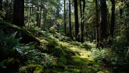 Obraz premium Lush Forest Floor with Ferns and Moss