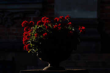 Red Flowers in Decorative Planter Lit by Sunlight Against Dark Background