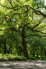 Obraz premium path in the park