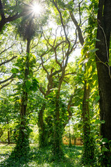 sunlight in the forest