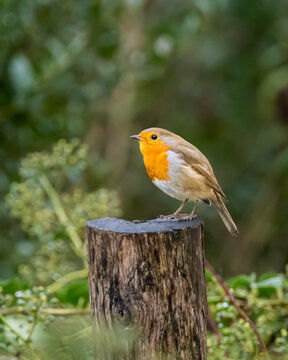 European Robin perched on wooden post in Dublin garden, Ireland