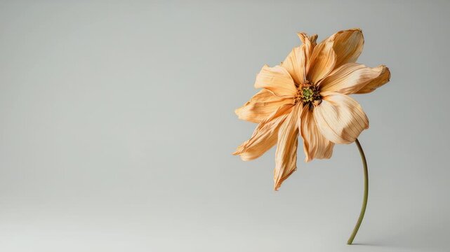 Dried, wilting flower with long stem set against light grey background