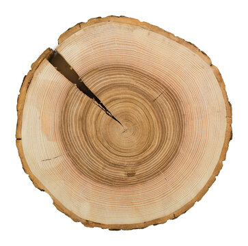 Wooden stump isolated on the white background. Wood slice shows growth rings and natural crack.