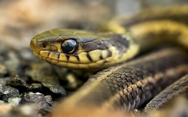 Fototapeta premium Close-up of the head of an Eastern garter snake