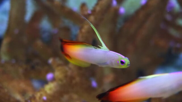 Tropical reef fish swimming underwater. Close-up of firefish goby drifting in clear seawater, showcasing delicate fins, vibrant colors, and calm marine life atmosphere