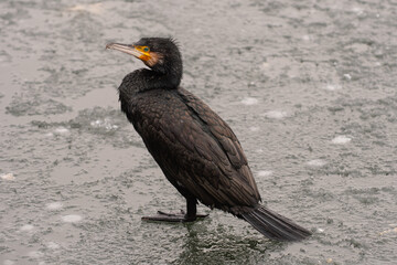 Obraz premium cormorant