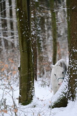 S&uuml;&szlig;es Schimmelpony im winterlichen Wald bei&szlig;t gen&uuml;sslich in verschneiten Baumstamm