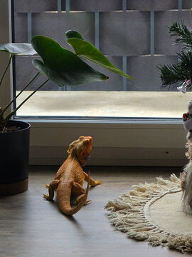 Bearded dragon sitting near a window indoors. exitic pet lizard in natural light, calm reptile exploring home enviroment. lifystyle and domestic animal concept.