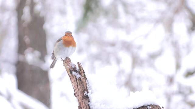 Pettirosso sotto la nevicata &ndash; European robin in snowfall &ndash; Erithacus rubecula	