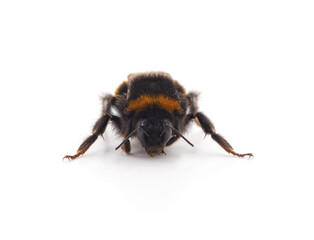 Bumblebee on a white background.