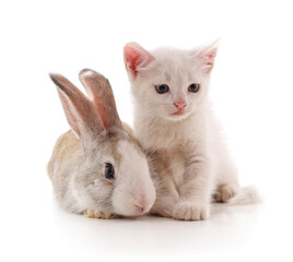 White kitten and grey rabbit sitting together.
