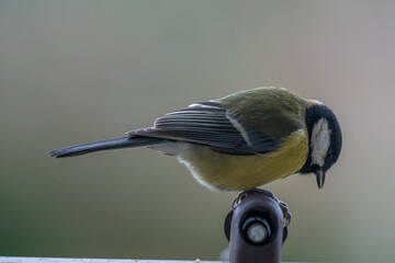 Obraz premium Great Tit Perched on Railing with Seed in Beak – Urban Wildlife Portrait