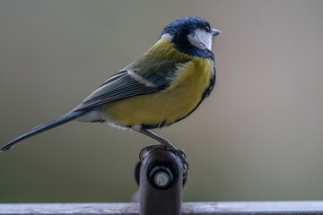 Fototapeta premium Curious Great Tit Perched on Bird Feeder with Sunflower Seed