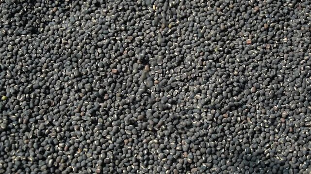 Raw Urad Dal Lentils Macro View for Food and Agriculture Concept. Black Gram Dal Texture Background Used in Indian Cooking.
